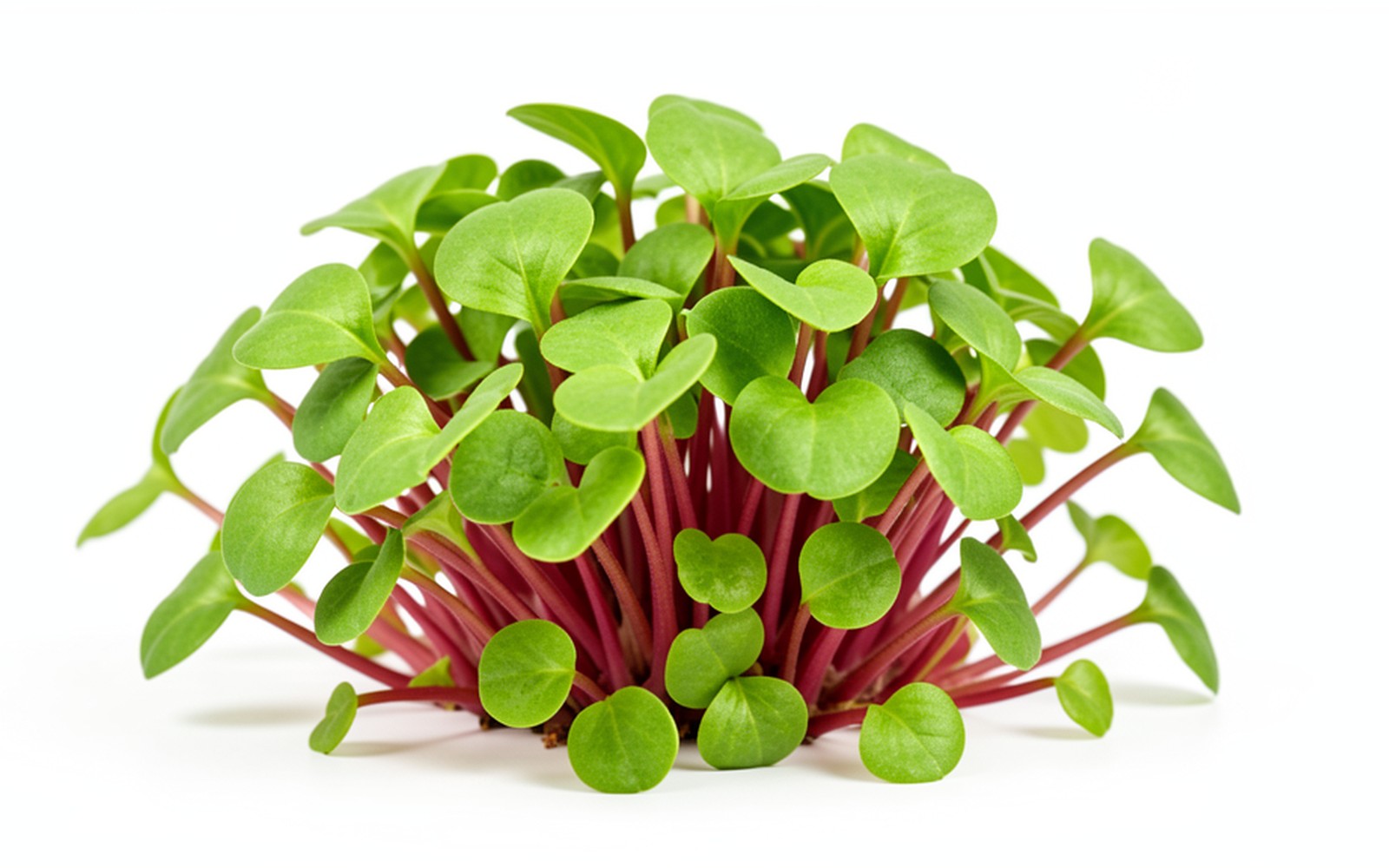 Triton Radish microgreens EcoBites