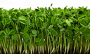 Sugar-Pea-Shoots-GiantGorillaGreens-1676816674.webp