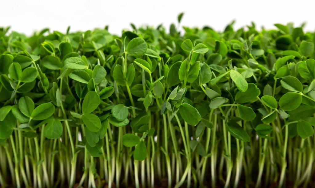 Pea Shoots Microgreens 2oz