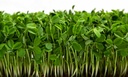 Pea Shoots Microgreens 2oz