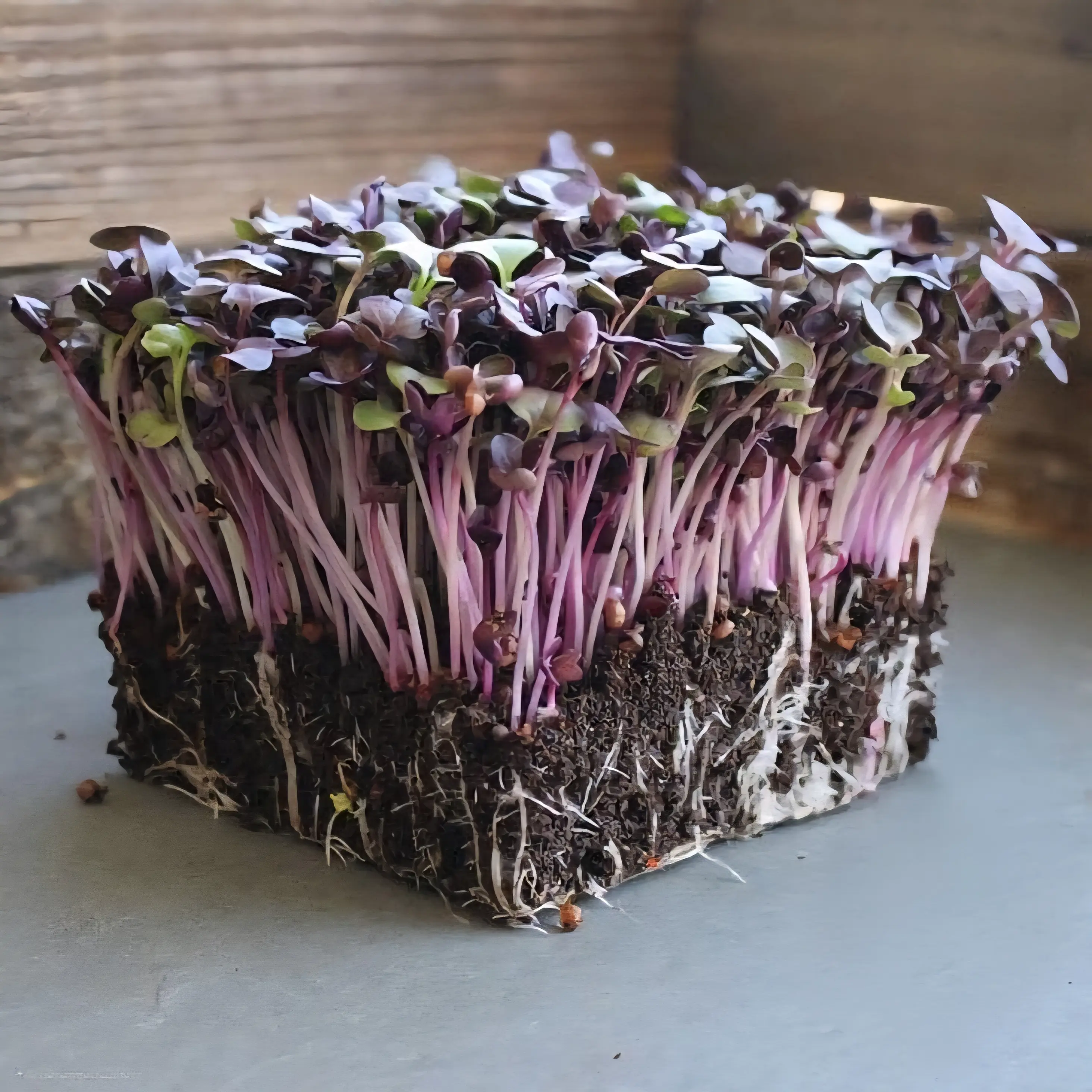Microgreens de radish
